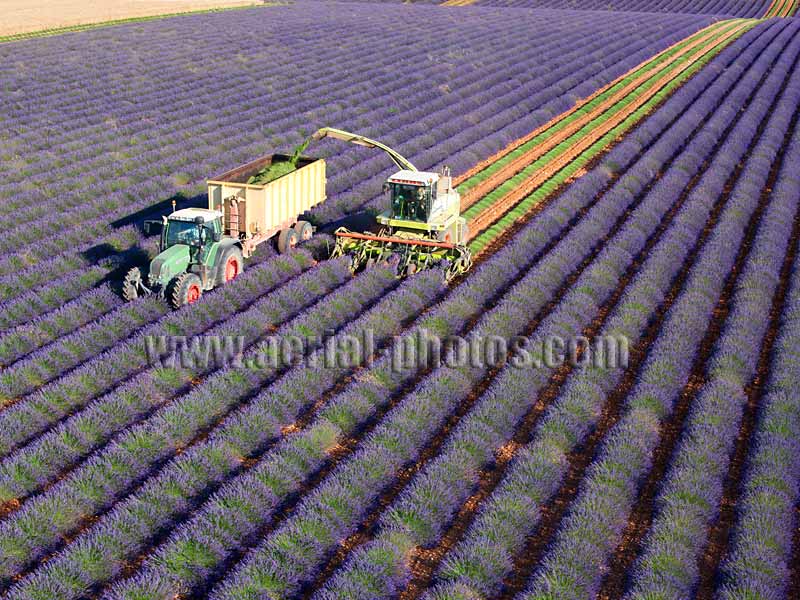 AERIAL VIEW photo of the lavender harvest, agriculture, Puimoisson, Valensole Plateau, Provence, France. VUE AERIENNE récolte de la lavande.