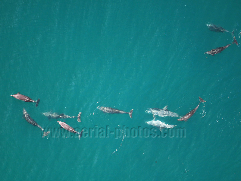AERIAL VIEW photo of dolphins, Malibu, Los Angeles County, California, United States.