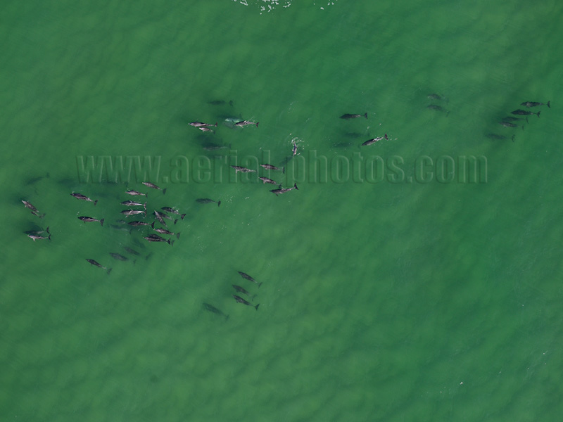 AERIAL VIEW photo of Dolphin, Nambucca Heads, New South Wales, Australia.