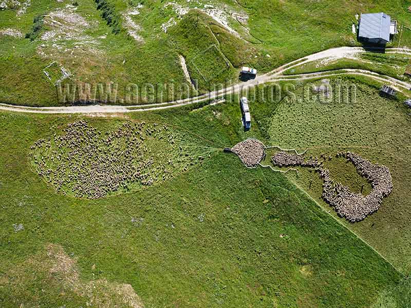 Aerial photo of shepherding in Les Belleville, Haute-Savoie, Auvergne-Rhône-Alpes, France. Vue aérienne.