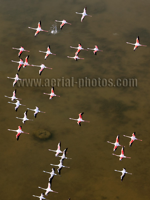AERIAL VIEW photo of flamingos in flight, Aigues-Mortes, Gard, Languedoc-Roussillon, Occitanie, France. VUE AERIENNE flamants roses en vol.