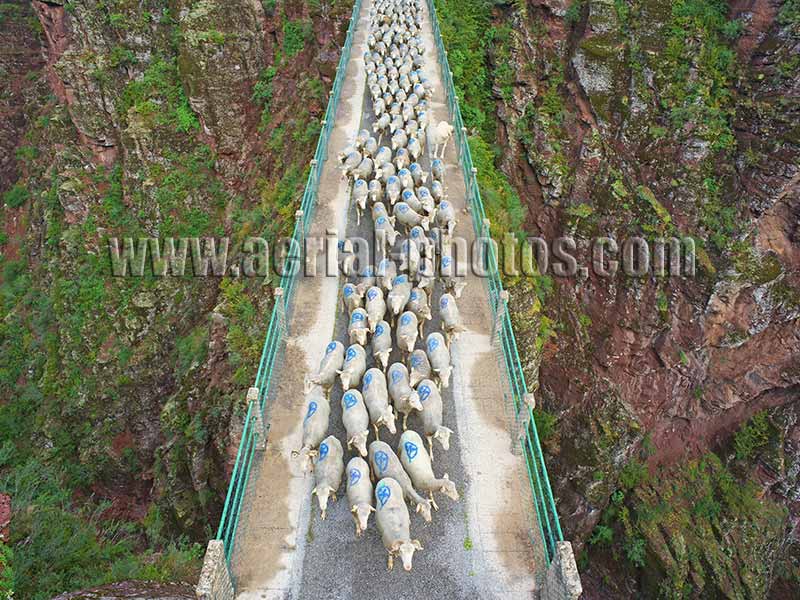 Aerial view of the transhumance passing on a narrow bridge, high above the Daluis Gorge's bottom in the Alps, France. Vue aérienne.
